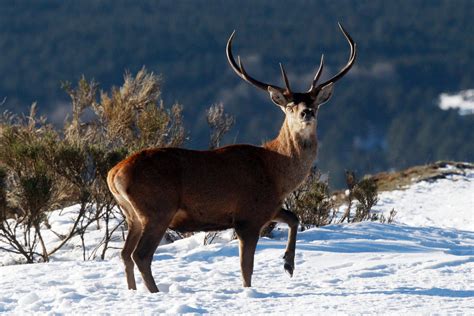 Austrian travel firm offered hunting trips culminating in sex with