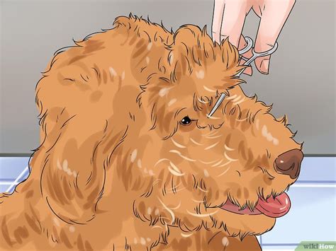 4 Ways to Groom a Long Fleece Coated Labradoodle | Labradoodle, Fleece ...