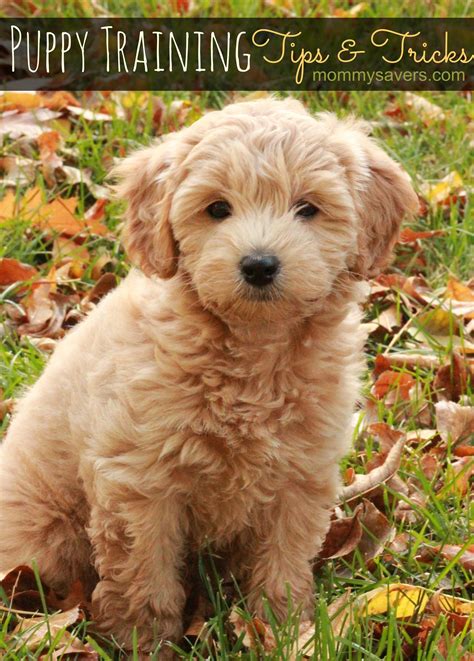How to train puppies - advice needed! | Puppy training, Puppies, Puppy
