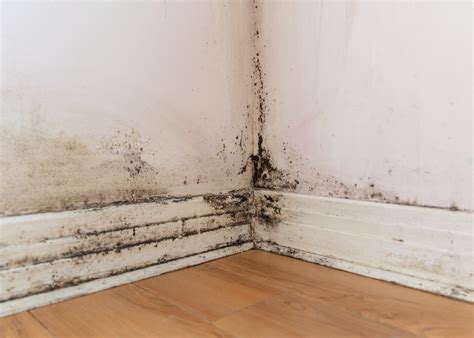 damp surveys rics chartered surveyors home surveys gb home surveys
