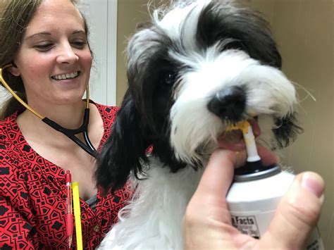 andrews afb veterinary clinic 1