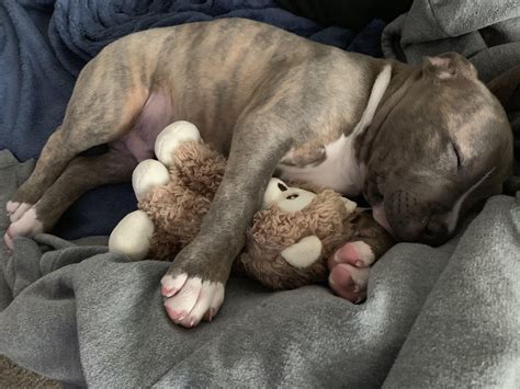 Pitbull puppies shelter adoptions are rising across the country 16