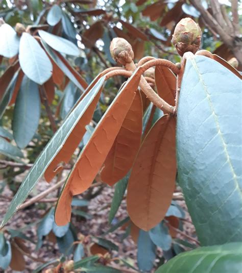 Rhododendron fulvum - Trees and Shrubs Online