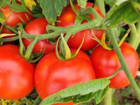 'Tomato Seeds Variety Pack' - Build Your Own - up to 30% Savings!