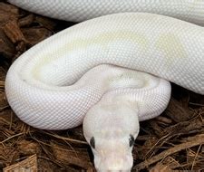 White Diamond Clown Ball Python by SW reptiles - MorphMarket
