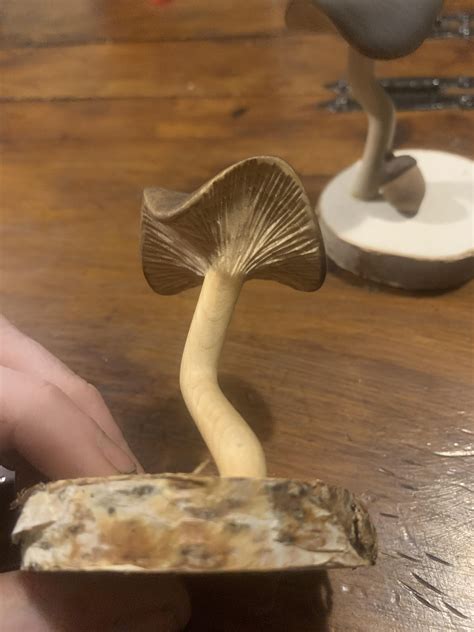 Wavy cap mushrooms : r/Woodcarving