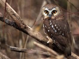 Northern Saw whet Owl Facts - Northern Saw Whet Owl Habitat & Diet