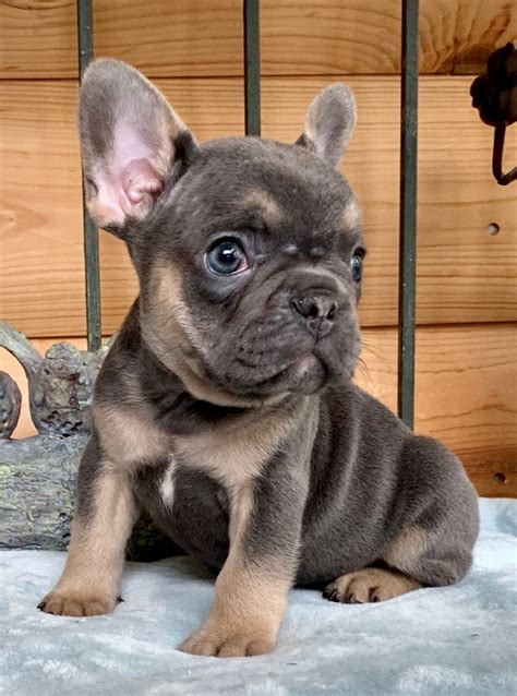 BLUE FRENCH BULLDOGS - The French Bulldog of Colorado