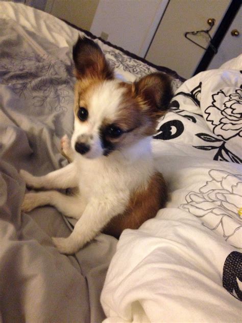 Lola my chihuahua puppy!!! | Chihuahua puppies, Puppies, Chihuahua