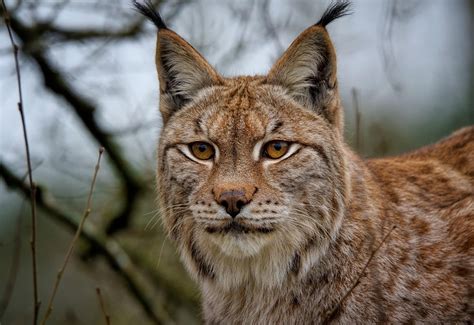 10+ Free Lince Europeo & Lynx Images - Pixabay