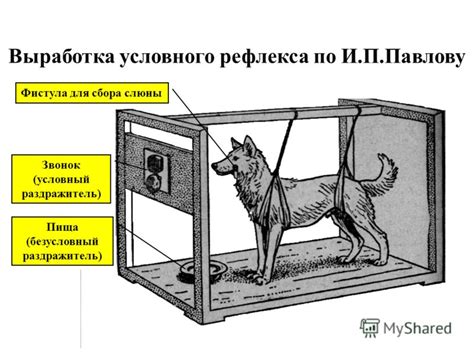 Презентация на тему: "Кафедра нормальной физиологии КрасГМУ Проф. Ю.И ...