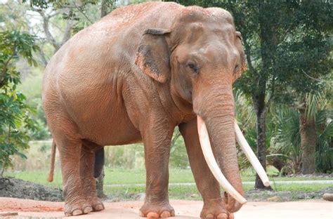 Rhinos and Elephant-Like Creatures Roamed Texas 11 Million Years Ago ...