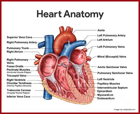Cardiovascular System Anatomy and Physiology: Study Guide for Nurses