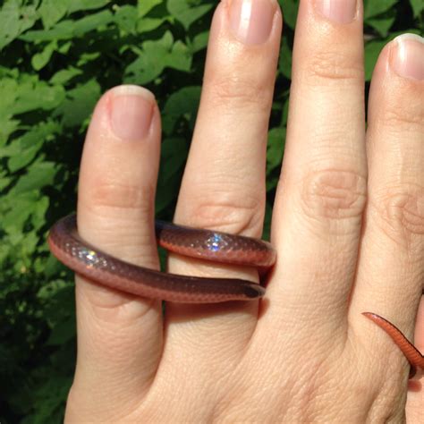 Download snake that looks like a worm - weratactical