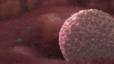 fertilization    gif