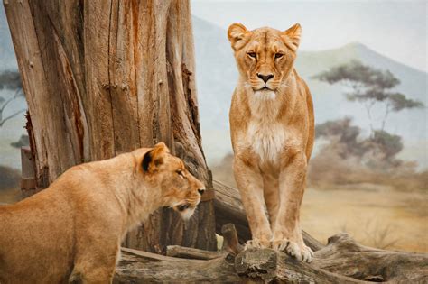 lions standing  stock photo public domain pictures