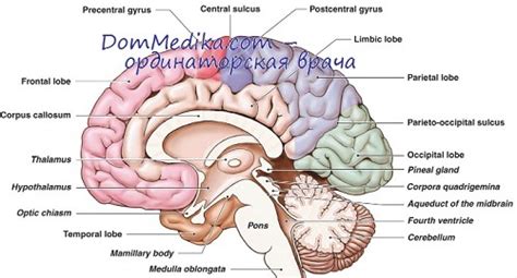 История изучения гипоталамуса и его физиологии
