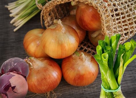 onion story cookbook romwell internet guide