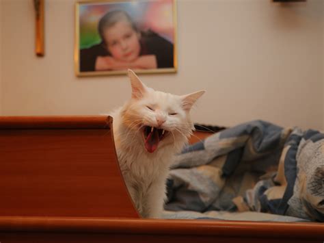 angora cats splendor nyt 2