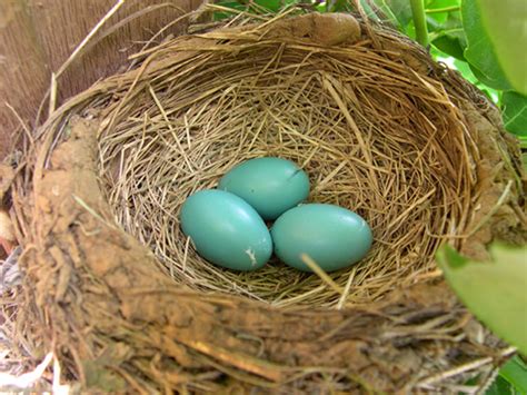 Robin Bird Nest
