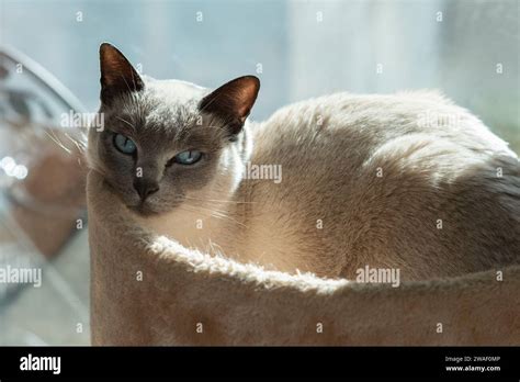 blue point siamese cat  res stock photography  images alamy