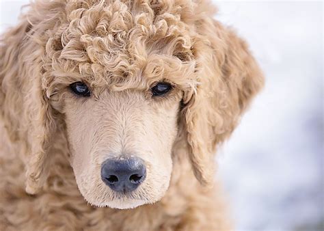 How Much Are Standard Poodles Puppies