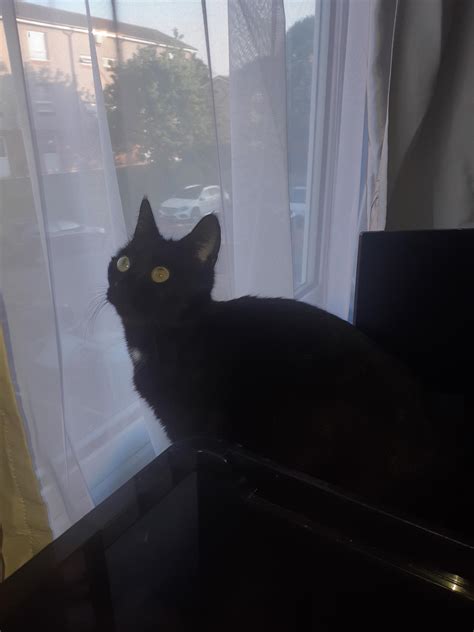 Kitty Cam - Nottingham, UK