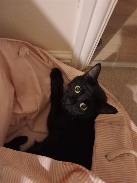 my crushes cat : r/cats