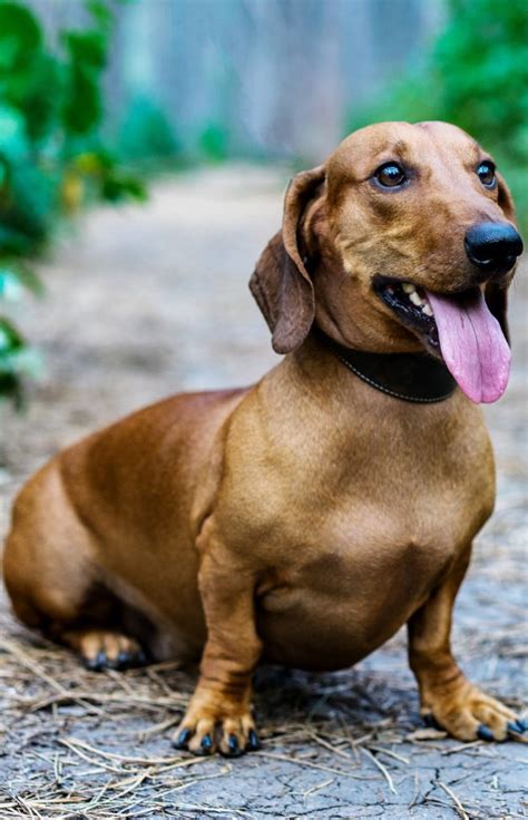 Dachshund Owner’s Guide | Greencross Vets