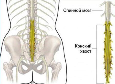 Фиксиран гръбначен мозък