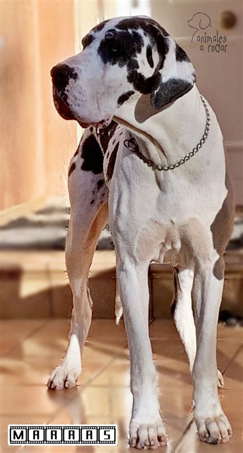 Dogo Alemán Arlequín – Animales a rodar