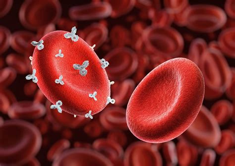 Blood type is linked to your risk of having a stroke - Earth.com