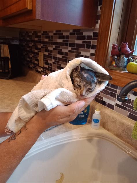 so jack has been taking baths. : r/Kitten