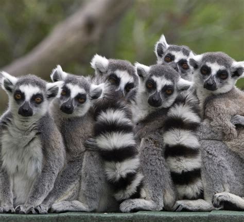 "lemur" Meme Templates - Imgflip