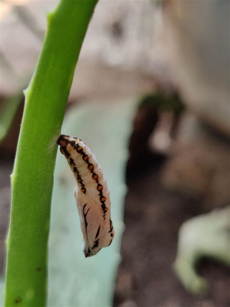 Butterfly larva on plant stem - PixaHive