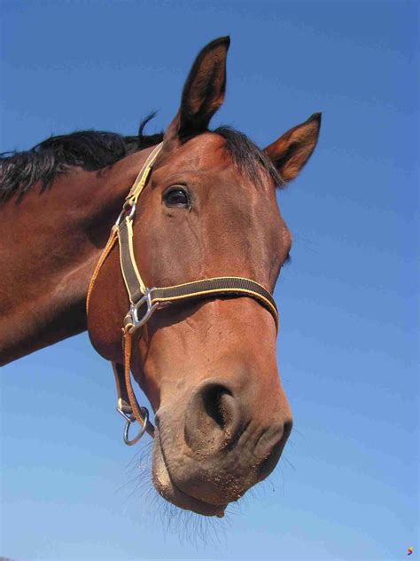 define horse horse meaning horse examples horse synonyms horse