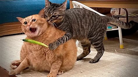 funniest pets shorts  trending funny animals youtube