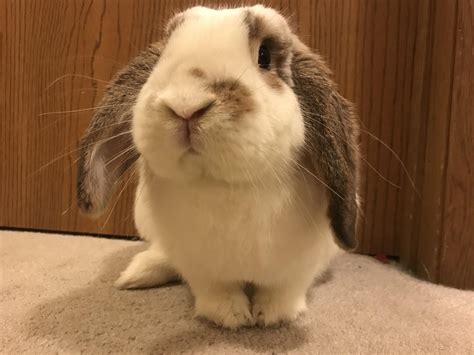 guide to rabbit scratching easily 9