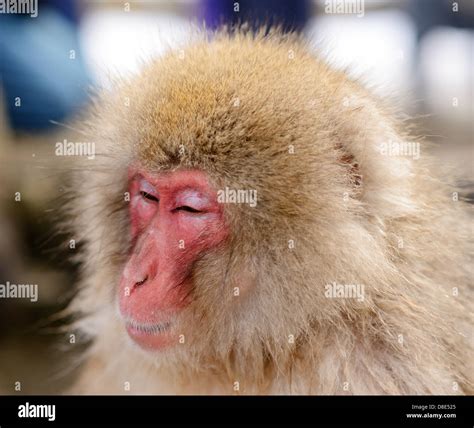 Japanese Snow Monkeys (macaques) in Nagano, Japan Stock Photo - Alamy