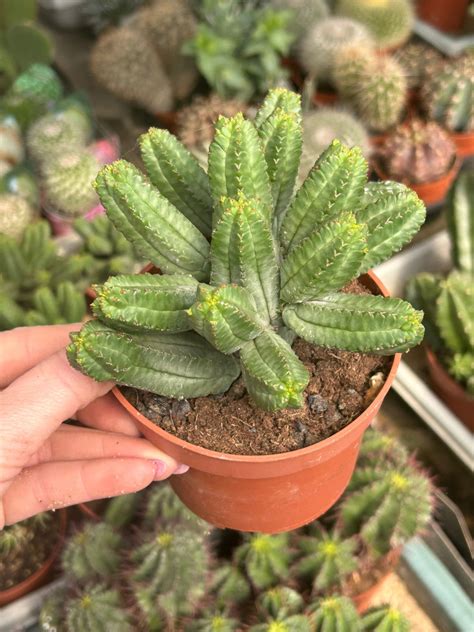 Euphorbia tubiglans | Succulents \ Euphorbia | Kaktusy, sukulenty i