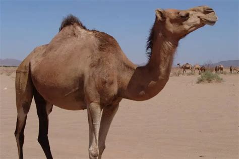 The Camel and the Eye of a Needle