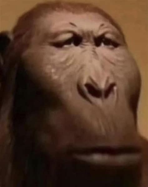 Cursed monkey reaction template : r/MemeTemplatesOfficial