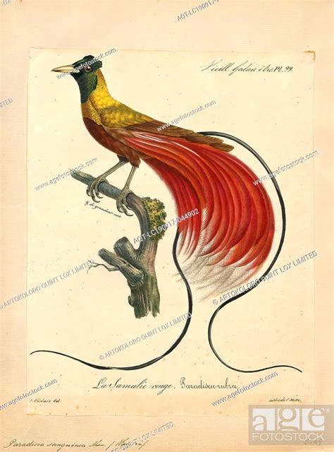 Paradisea sanguinea, Print, Paradisea (paradise lily) is a European ...