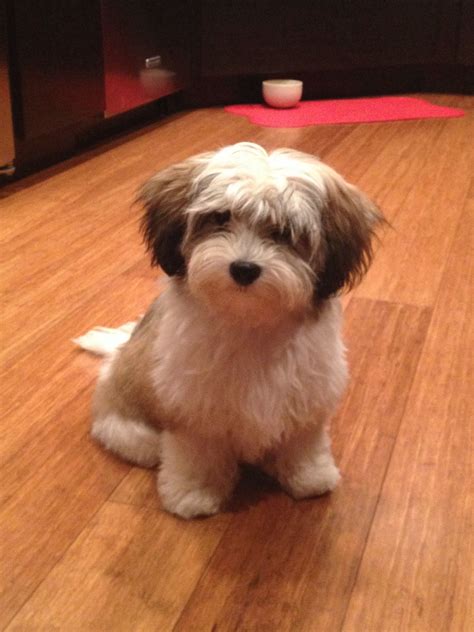 How To Find A Havanese Puppy at Debra Masters blog