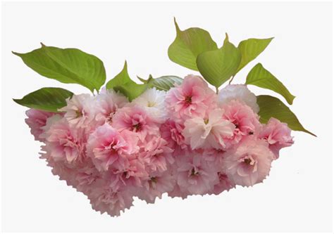 Цветы Сакуры - Png - Цвет Сакури На Прозрачном Фоне, Transparent Png ...