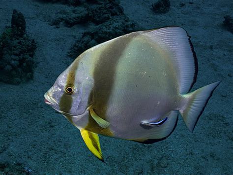 Best Batfish Stock Photos, Pictures & Royalty-Free Images - iStock