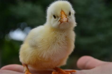 cara merawat anak ayam dalam kardus 1