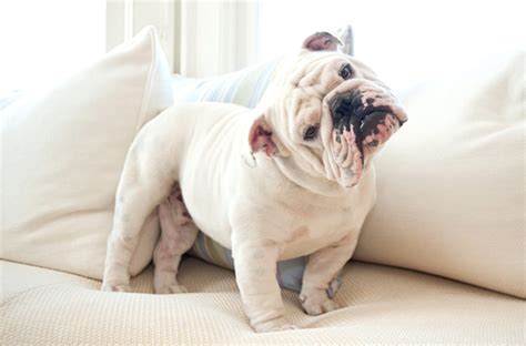 Brachycephalic obstructive airway syndrome (boas)
