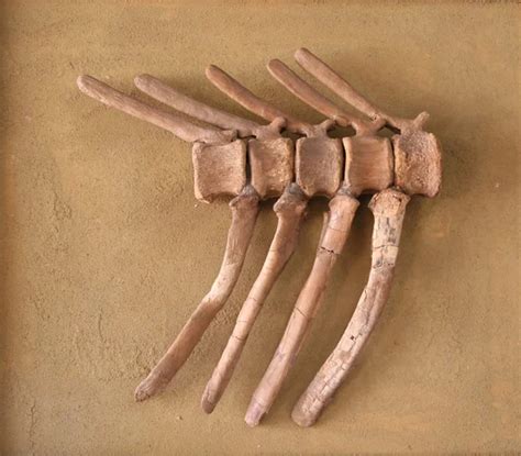 fossil bones stock  royalty  images depositphotos