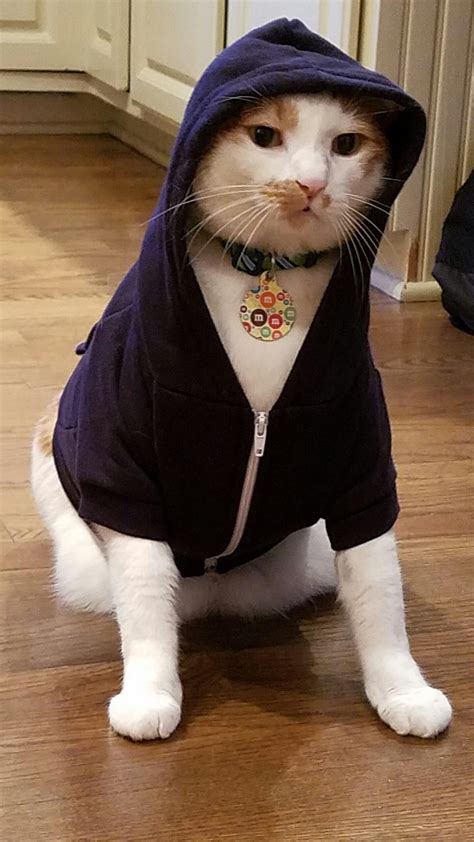Cat Wearing Hoodie
